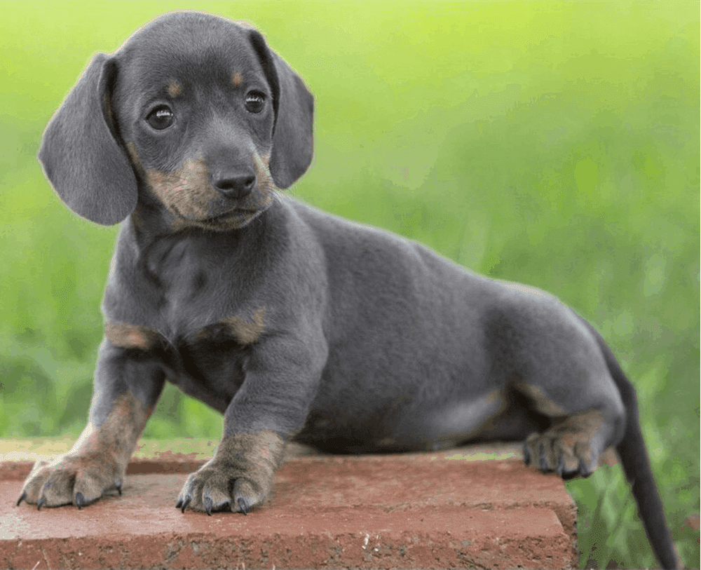 Blue Dachshund Puppy