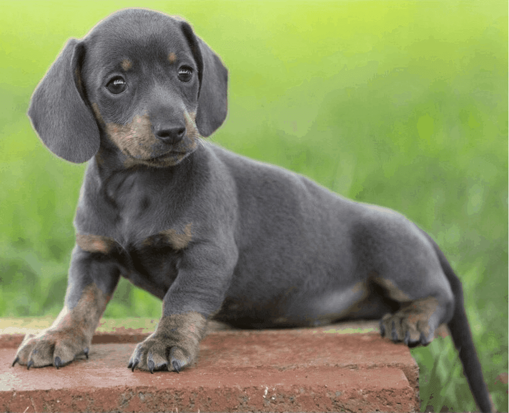 Blue Dachshund Hair Loss: What You Need to Know - wide 5