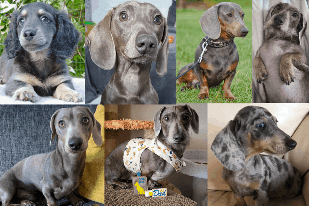 Blue Dachshunds