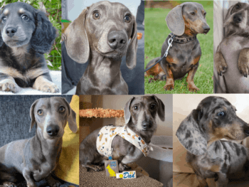 Blue Dachshunds