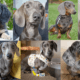 Blue Dachshunds