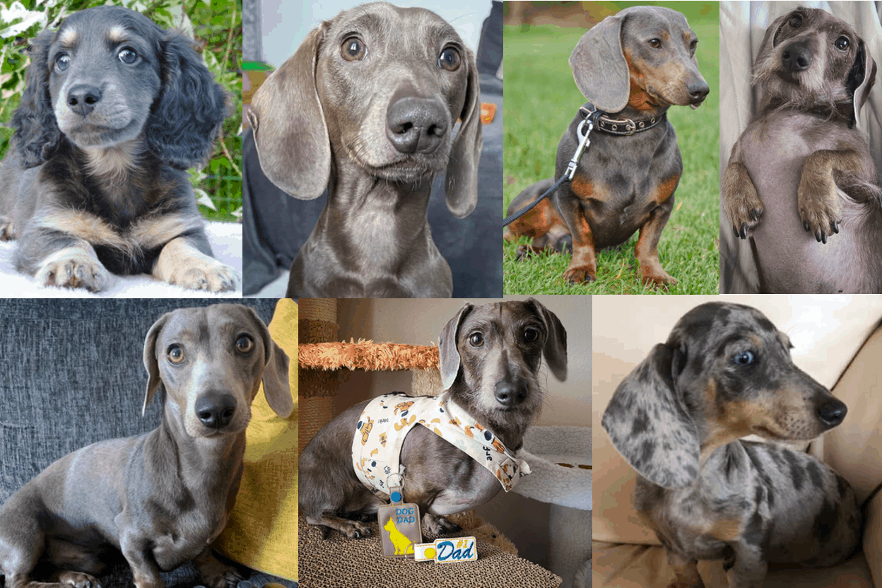 Long Haired Blue Merle Dachshund