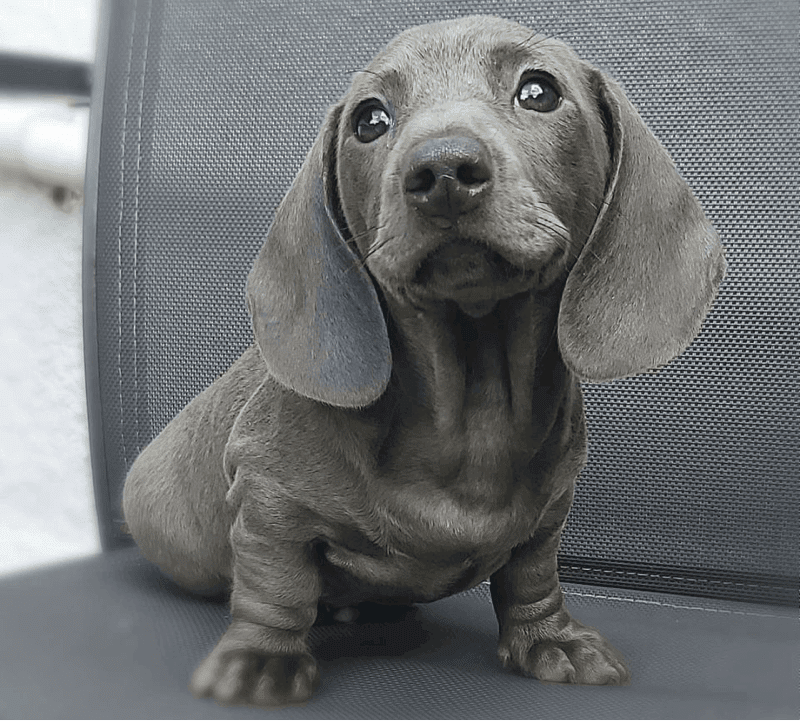Blue Dachshunds