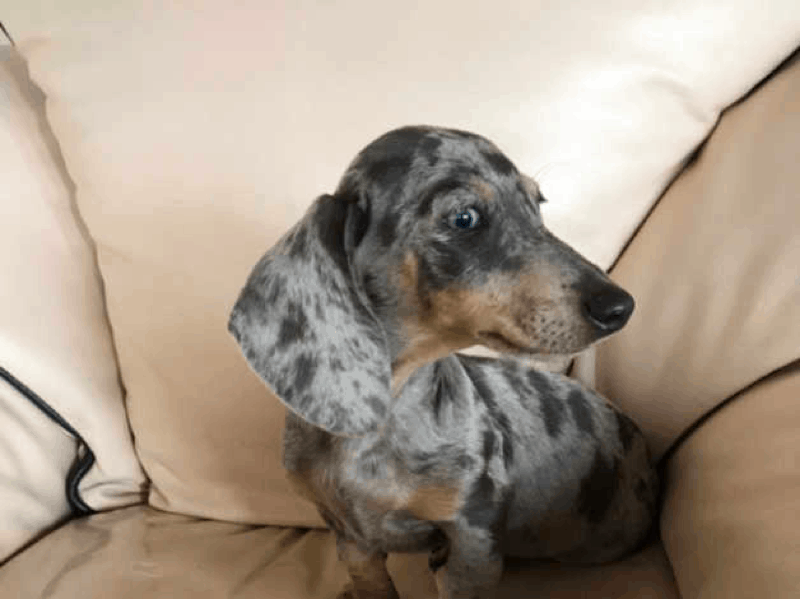 Blue Dapple Dachshund