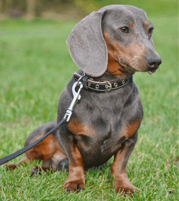 Dachshund Colors, Patterns and Markings Explained With Pictures Dachshund Colors, Patterns And Markings Explained With Pictures
