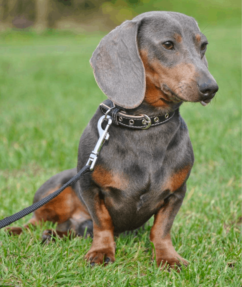 Blue and Tan Mini Dachshund