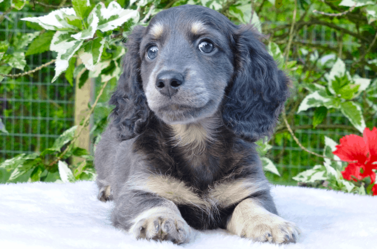 Sapphire, blue & cream long haired mini Dachshund