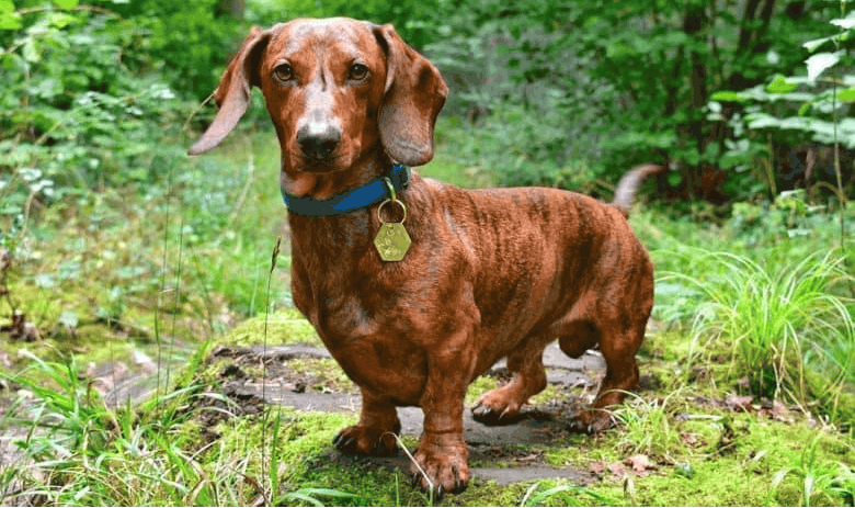Brindle Dachshund