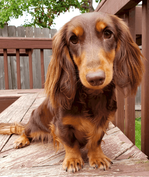 Dachshund Colors, Patterns and Markings Explained With Pictures Dachshund Colors, Patterns And Markings Explained With Pictures