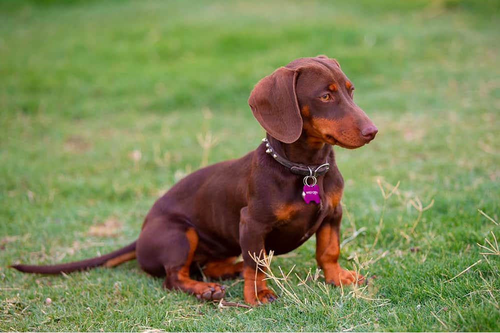 Chocolate and Tan Dachshund