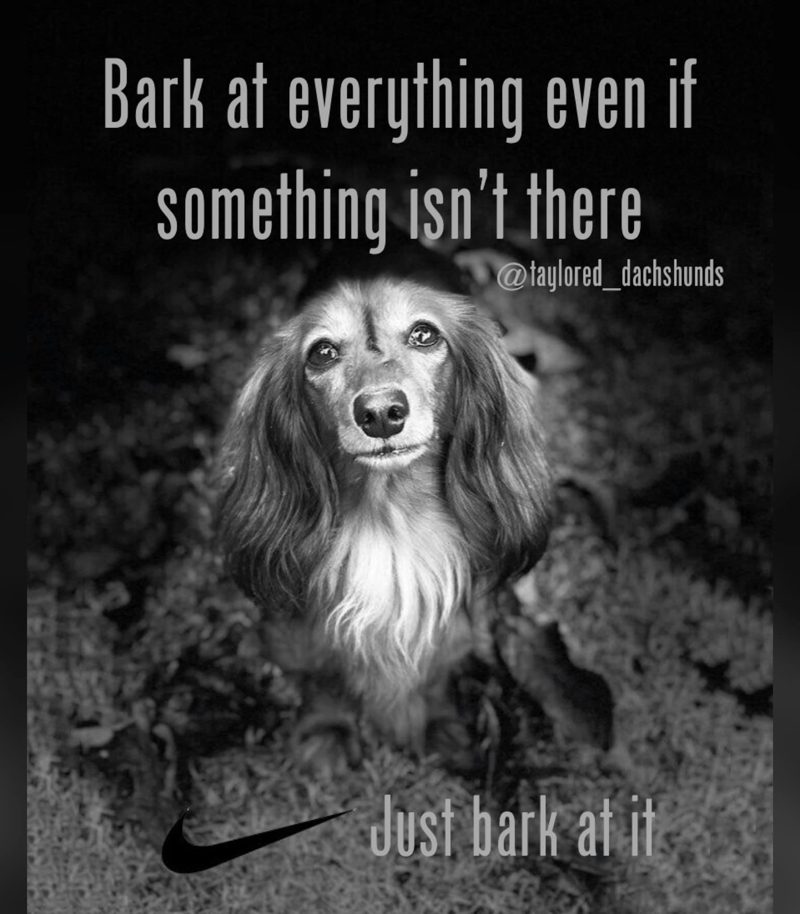 Dachshund Bark A lot