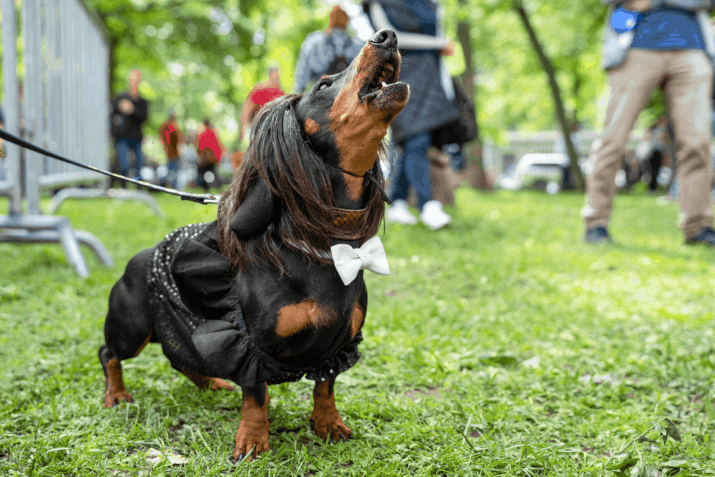 Dachshund Barking at Strangers