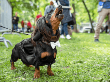Dachshund Barking at Strangers