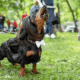 Dachshund Barking at Strangers