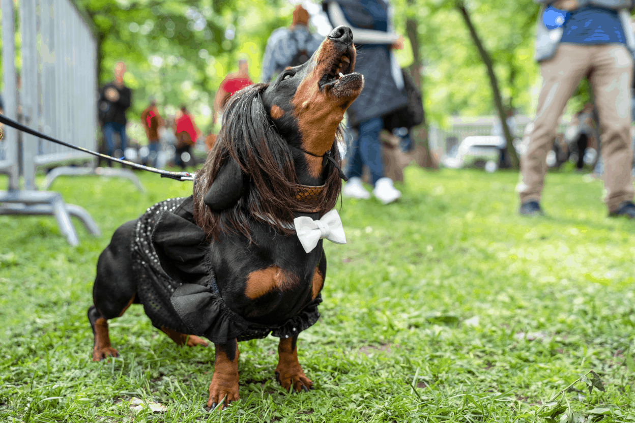 Why Do Dachshunds Bark at Strangers?