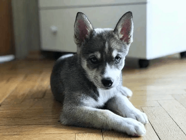 Dachshund Husky Mix Puppy