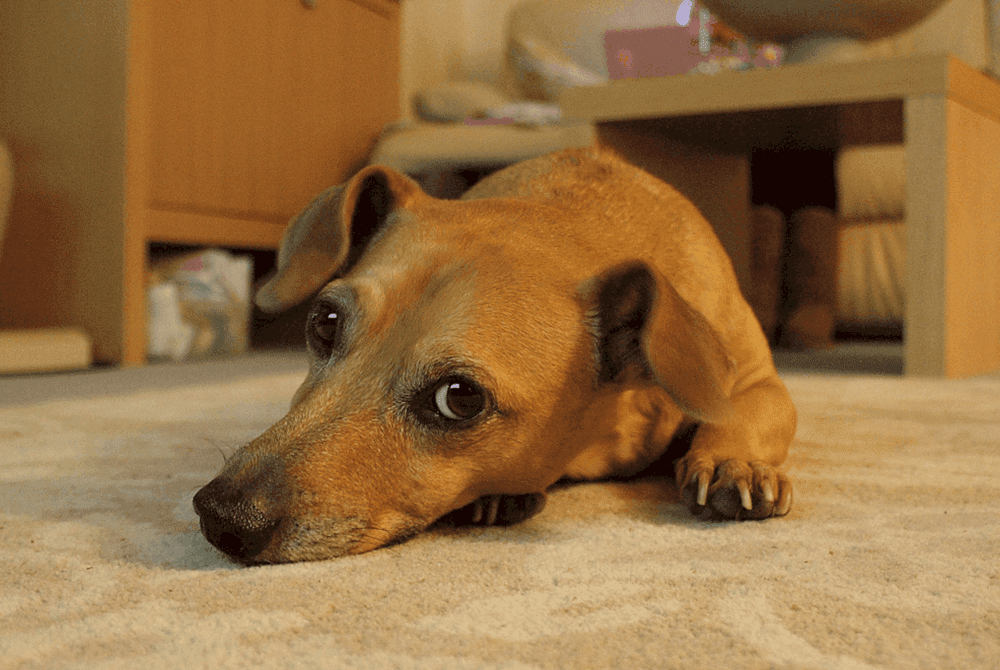 Dachshund Jack Russell Mix