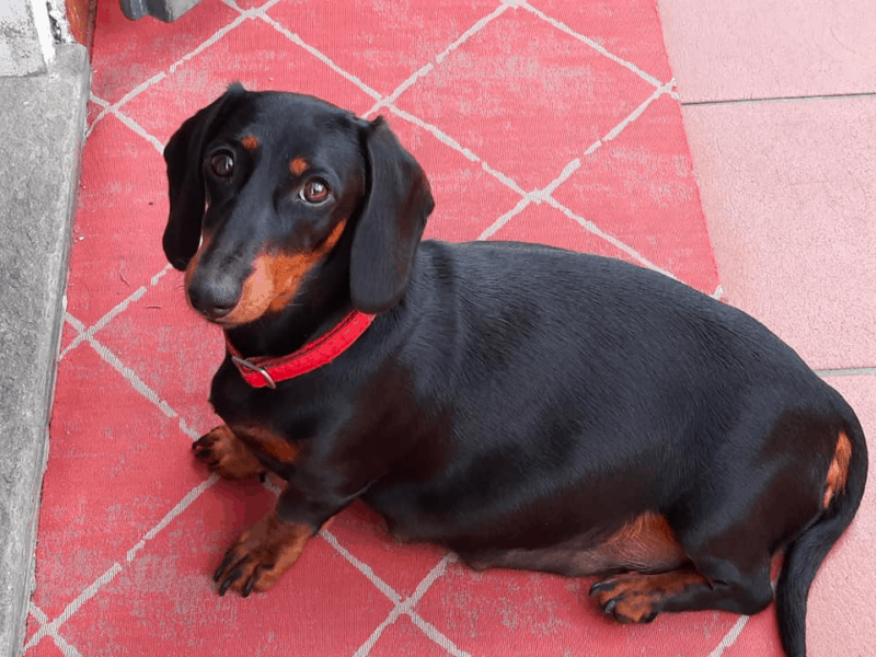 Dachshund Pregnancy