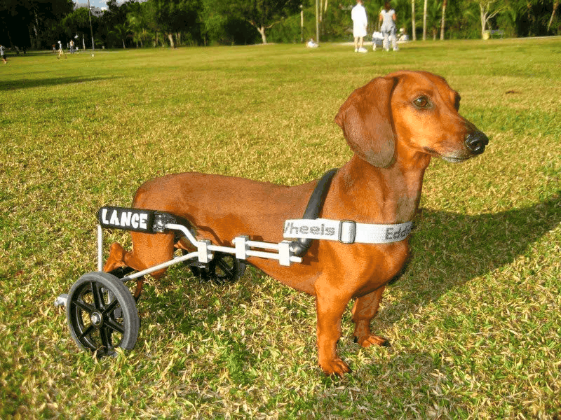 Dachshund Wheelchairs