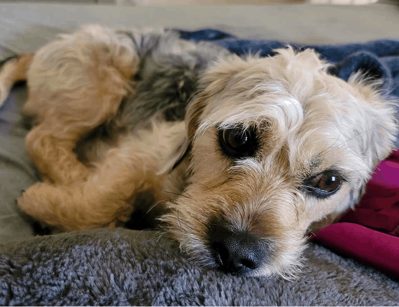 Dachshund Yorkshire Terrier Mix