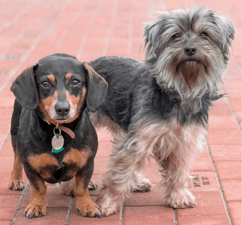 Dachshund and Yorkshire Terrier