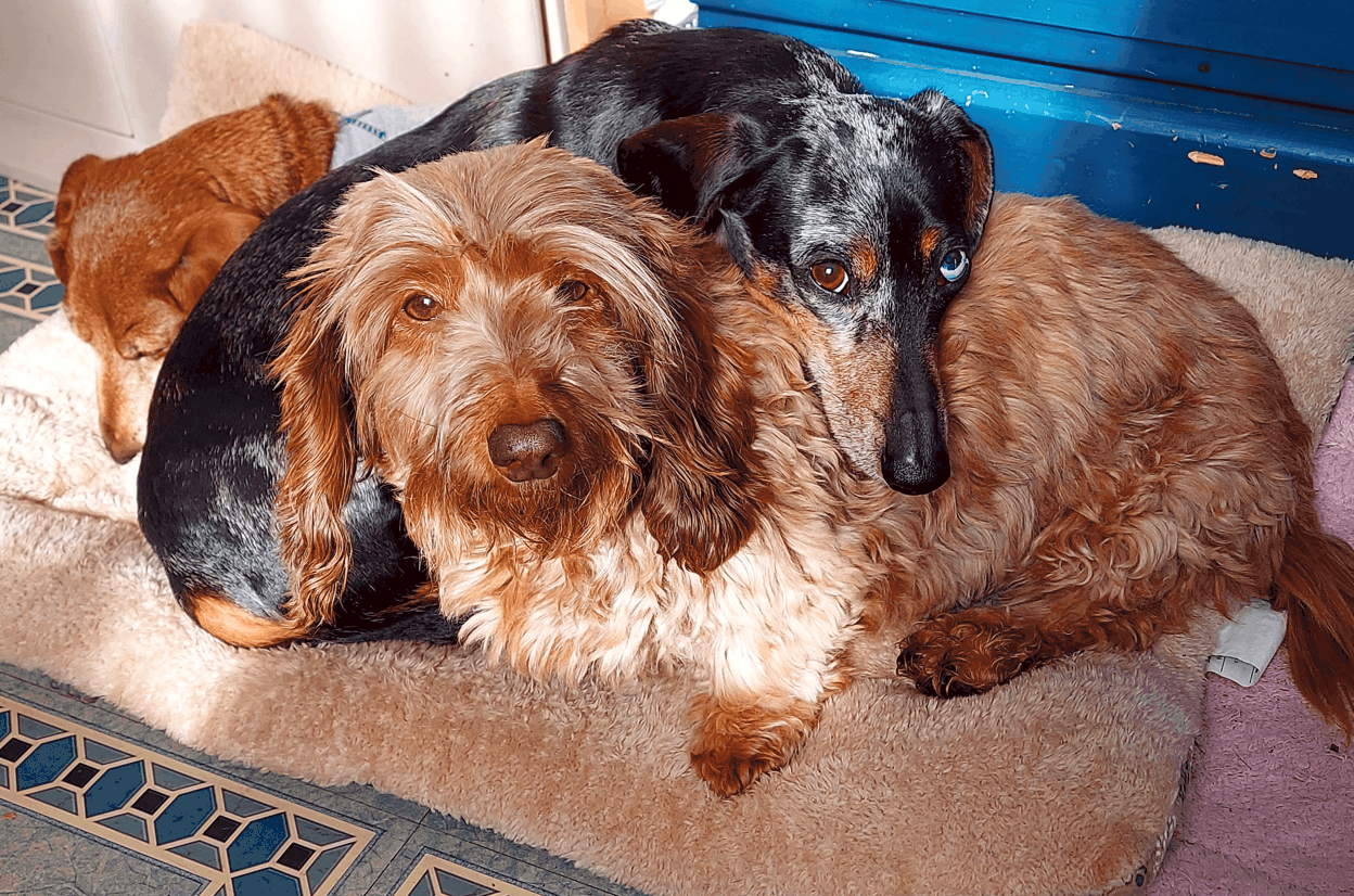 Dachshund in heat