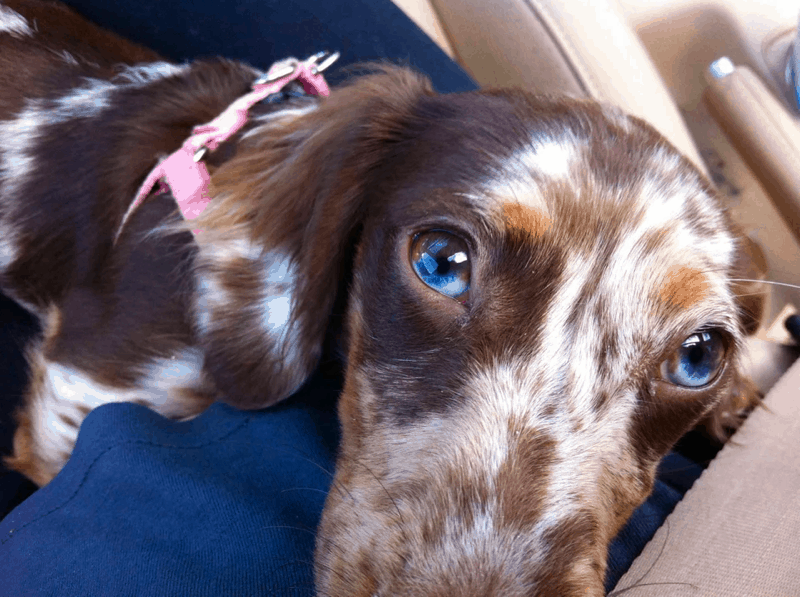 Dachshund with blue eyes