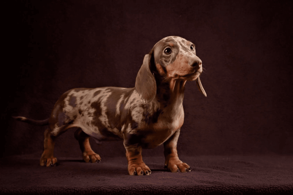 Dapple Dachshund