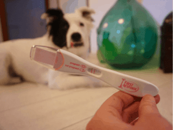Dog Pregnancy Test Kits