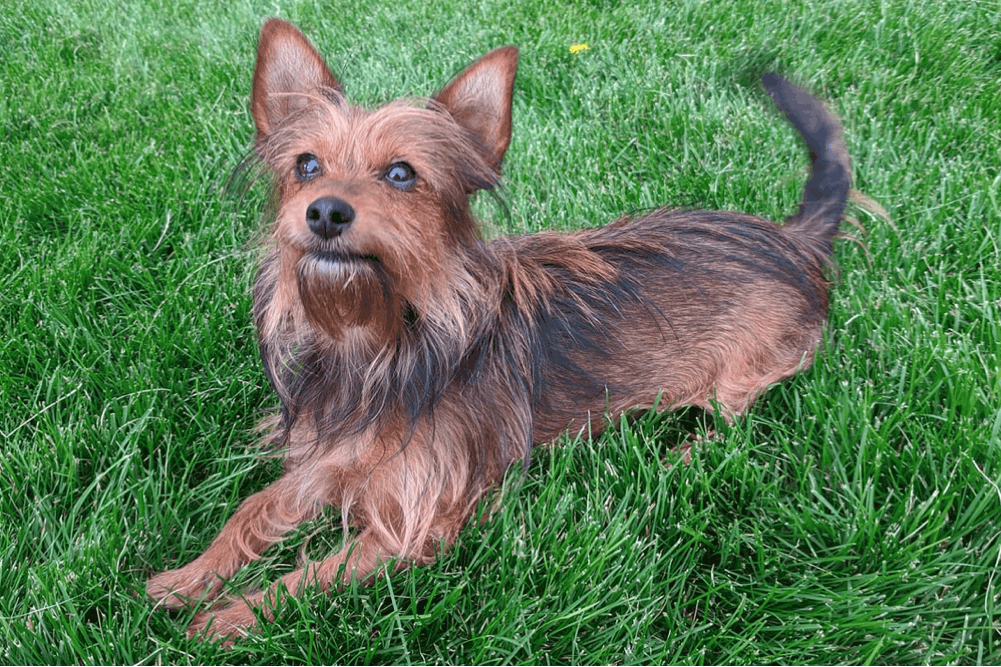 Dorkie Appearance