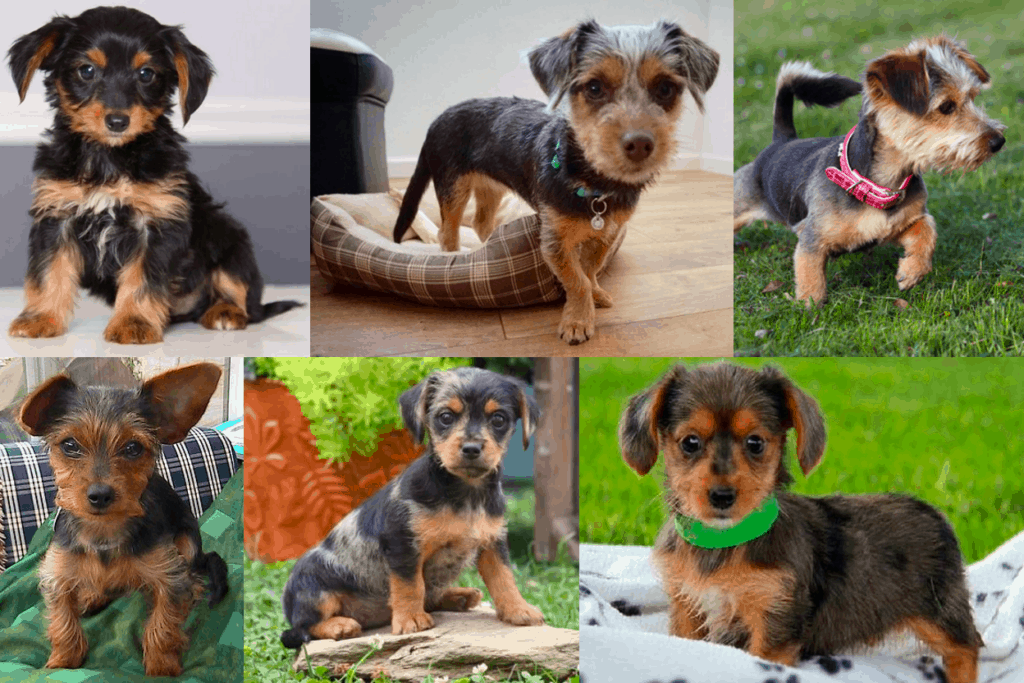 Dorkie Puppies