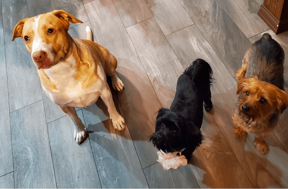 Dorkie get along with other pets