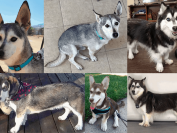 Dusky-Dachshund Husky Mix