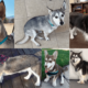 Dusky-Dachshund Husky Mix