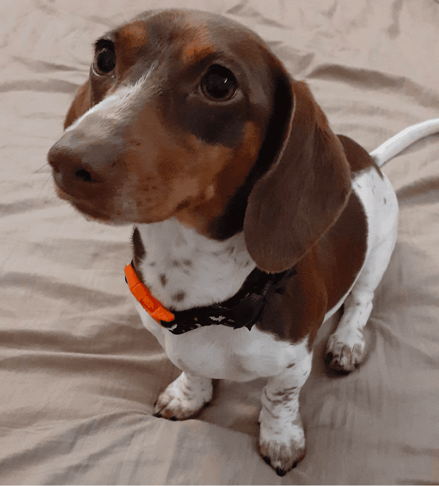 Early Pregnancy Signs in Dachshund