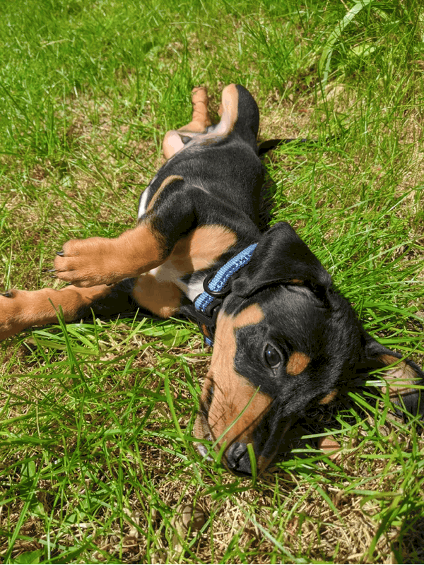 Exercise Needed for Jackshund
