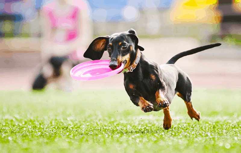 Fetch Toys for Dachshund