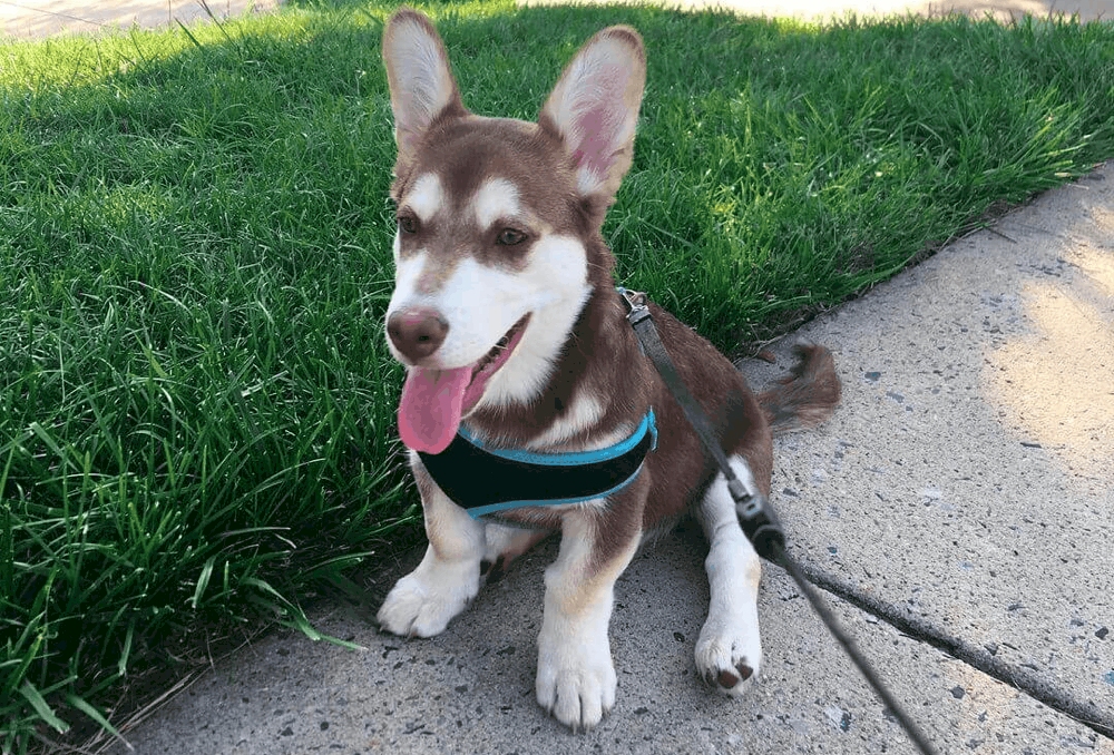 How To Train a Dusky