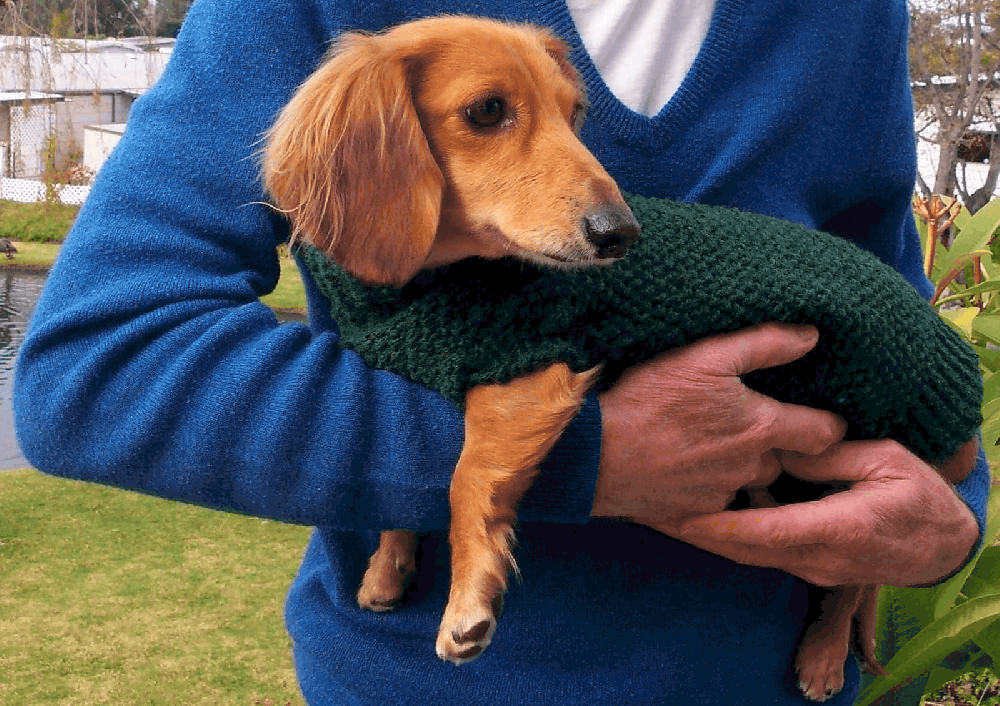 How to Hold Your Dachshund Properly