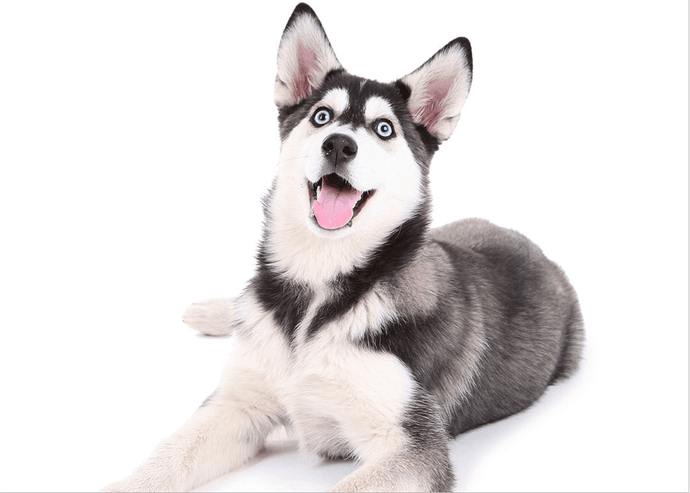 Husky Breed
