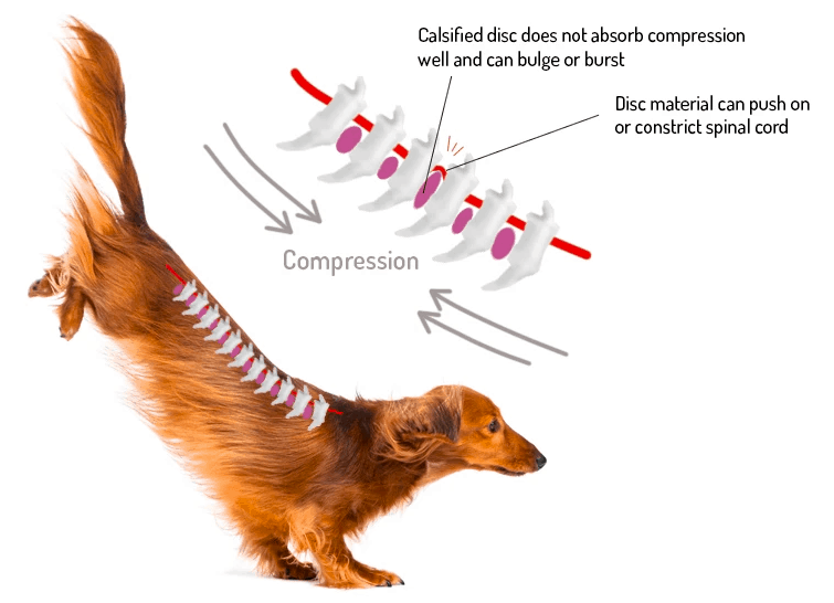 Importance of Dog Ramps for Dachshunds