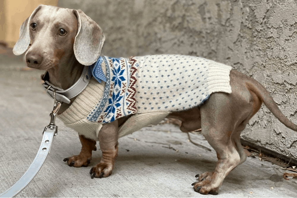 Isabella short haired dachshund