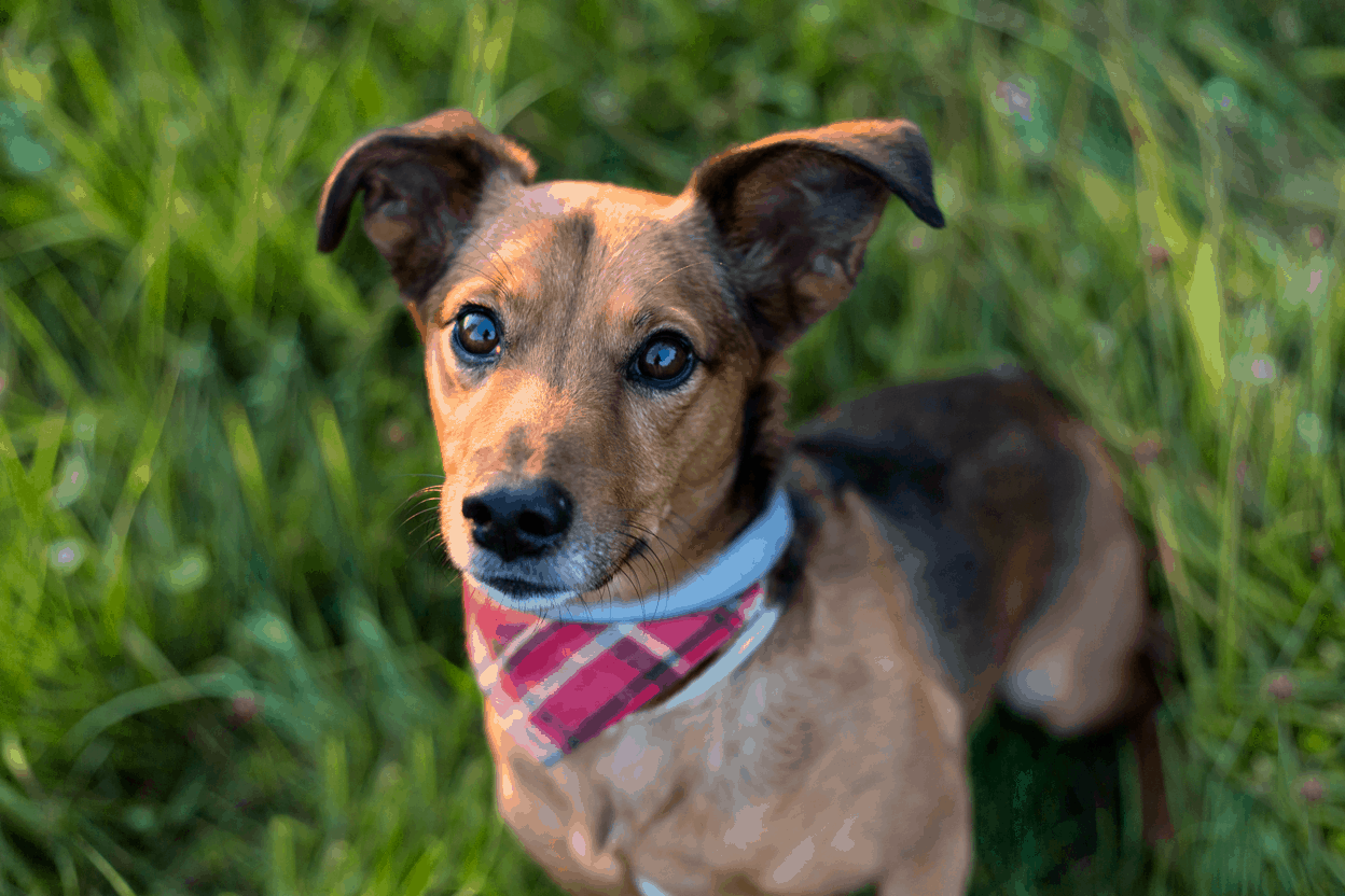 Jack Russell Terrier Dachshund Mix