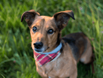 Jack Russell Terrier Dachshund Mix