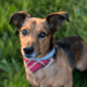 Jack Russell Terrier Dachshund Mix