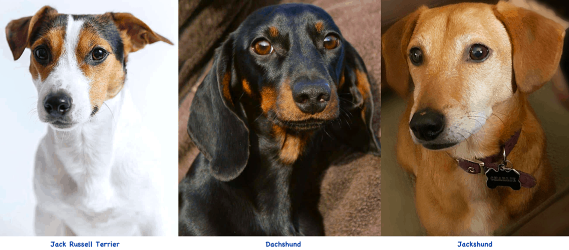 Jack Russell Terrier cross Dachshund