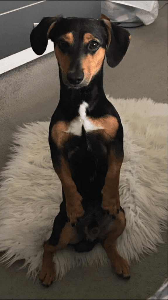 Jackshund Appearance