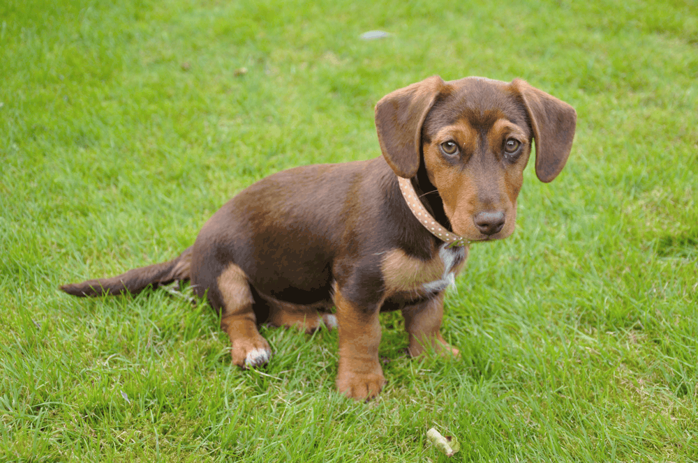 Jackshund Puppy
