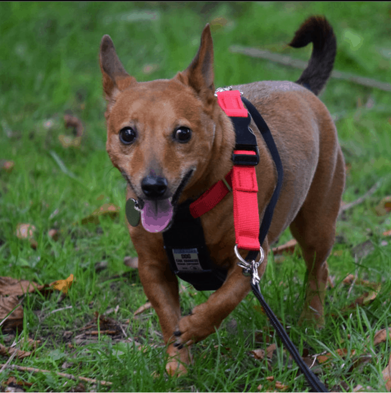 Jackshund full growth