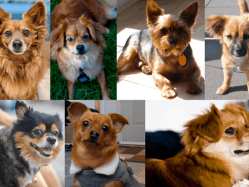 Pomeranian Dachshund Mix